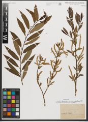 Foto von Salix triandra subsp. amygdalina (L.) Schübl. & G. Martens